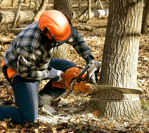 Tree Removal in Sinclair, ME